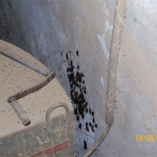 Blattes dans un silo agricole