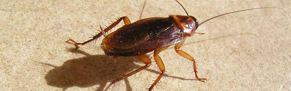 Elimination des blattes et cafards - Pest Control