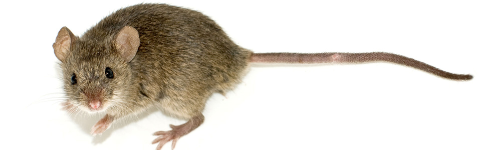 Dratisation - Traitement des souris - Pest Control