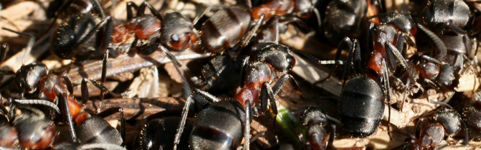 Traitement des fourmis - Pest Control