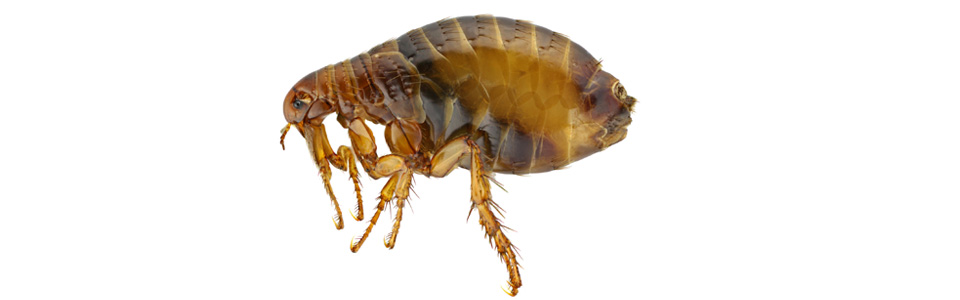 Désinsectisation - Traitement des puces - Pest Control
