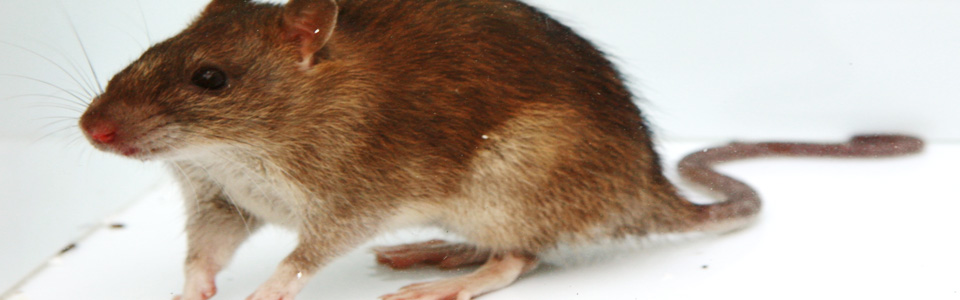 Dratisation - Traitement des rats - Pest Control